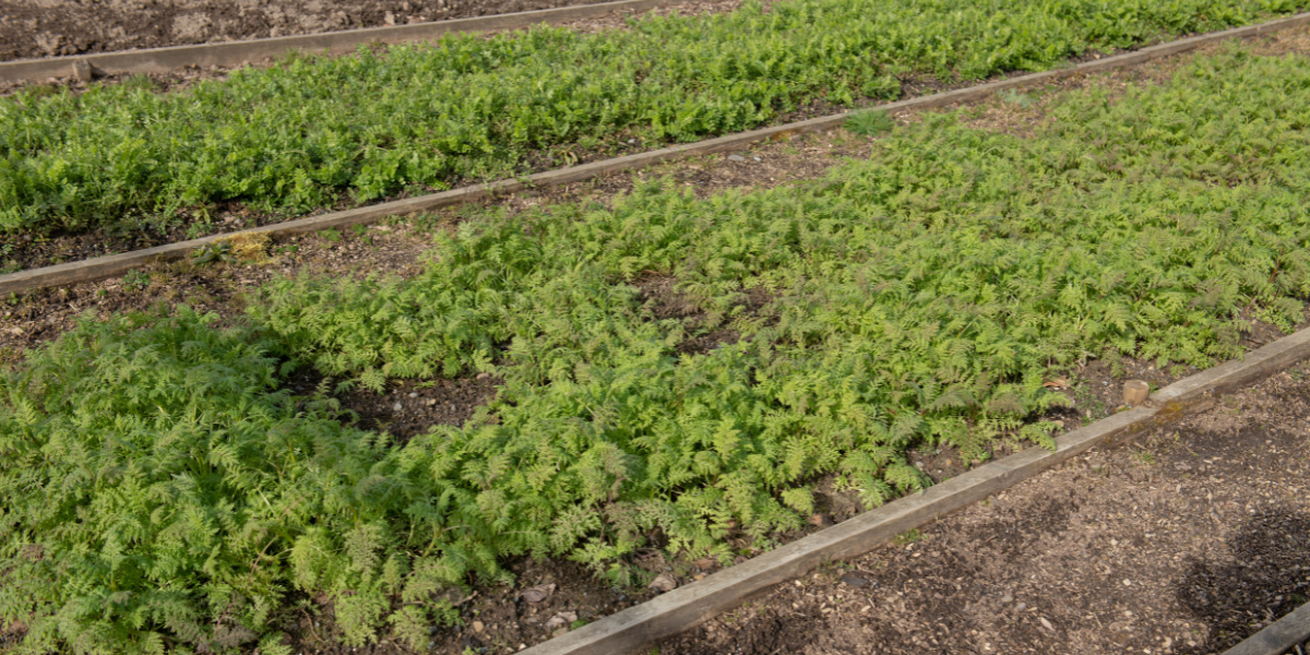 Green manure on allotment